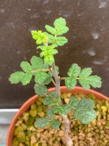 COMMIPHORA PLANIFRONS LIVE PLANT #1293 For Sale