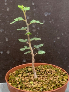 COMMIPHORA PLANIFRONS LIVE PLANT #1293 For Sale