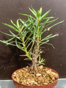 FOUQUIERIA PURPUSII LIVE PLANT #22 For Sale