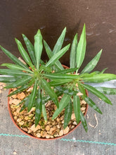 Load image into Gallery viewer, FOUQUIERIA PURPUSII LIVE PLANT #22 For Sale