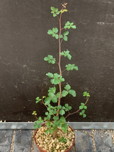 COMMIPHORA SINUATA LIVE PLANT #0553 For Sale