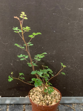 COMMIPHORA SINUATA LIVE PLANT #0553 For Sale