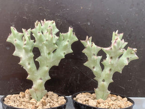 CARALLUMA SOCOTRANA 2 Pieces LIVE PLANTS #0803 For Sale