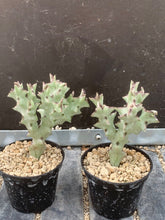 Load image into Gallery viewer, CARALLUMA SOCOTRANA 2 Pieces LIVE PLANTS #0803 For Sale