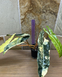 Variegated Philodendron Billietiae LIVE PLANT #654635 For Sale