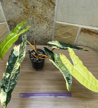 Load image into Gallery viewer, Variegated Philodendron Billietiae LIVE PLANT #654635 For Sale