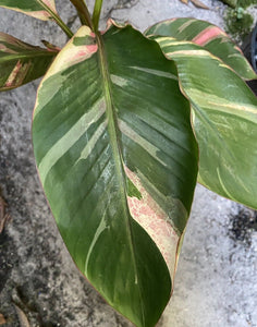 Musa Nono 'Hot Pink Banana' LIVE PLANT #153445 For Sale