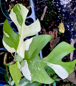 Mini Monstera Rhaphidophora LIVE PLANT #435035 For Sale