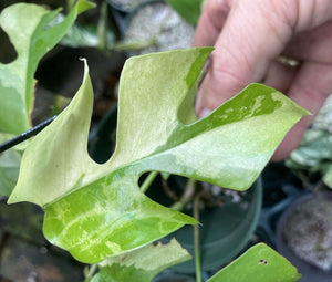 Mini Monstera Rhaphidophora LIVE PLANT #435035 For Sale