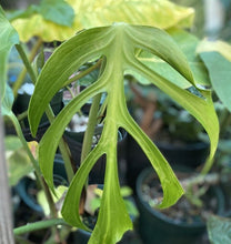 Load image into Gallery viewer, Burle Marx Flame Monstera LIVE PLANT #1152335 For Sale