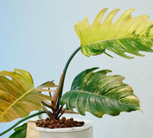 Load image into Gallery viewer, Philodendron Caramel Marble Variegated LIVE PLANT #76995For Sale