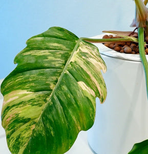 Philodendron Caramel Marble Variegated LIVE PLANT #76995For Sale