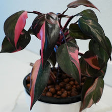 Load image into Gallery viewer, Philodendron Black Cherry LIVE PLANT #159935 For Sale