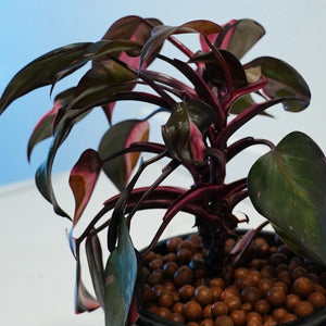 Philodendron Black Cherry LIVE PLANT #159935 For Sale