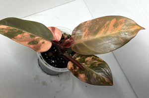 Philodendron Variegated Prince Of Orange LIVE PLANT #111565 For Sale