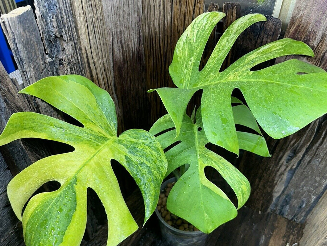 Variegated Monstera Aurea LIVE PLANT #115435 For Sale