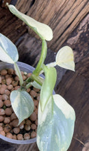 Load image into Gallery viewer, Variegated Philodendron Silver Sword LIVE PLANT #114535 For Sale