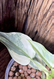 Variegated Philodendron Silver Sword LIVE PLANT #114535 For Sale