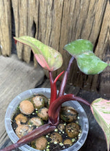 Load image into Gallery viewer, Philodendron Strawberry Shake LIVE PLANT #112435 For Sale