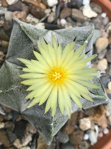 Astrophytum coahuilense 6 Seeds Cacti Mexico