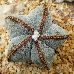 Astrophytum coahuilense 6 Seeds Cacti Mexico