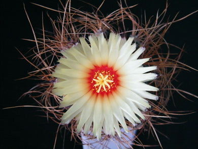 Astrophytum capricorne (Goat’s Horn Cactus) 5 Seeds Cacti Mexico