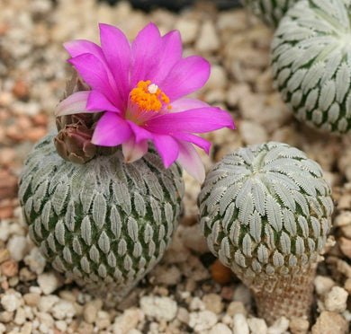 Pelecyphora aselliformis (Peyotillo) 5 Seeds Cacti