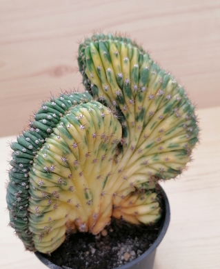 Trichocereus variegata cristata LIVE PLANT #35313 For Sale