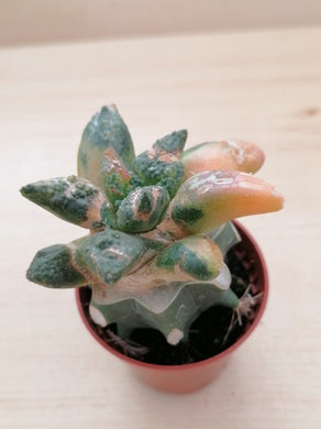 Ariocarpus retusus variegata LIVE PLANT #6573 For Sale