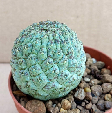 TRICHOCAULON CACTIFORME LIVE PLANT #5568 For Sale