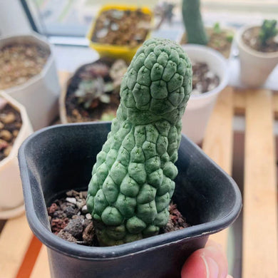 Trichocaulon cactiformis LIVE PLANT #975 For Sale