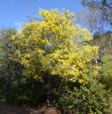 Queensland Silver Wattle (10 Seeds)