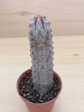 Euphorbia abdelkuri LIVE PLANT #45333 For Sale