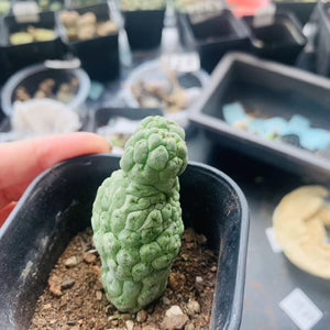 Trichocaulon cactiformis LIVE PLANT #5515 For Sale