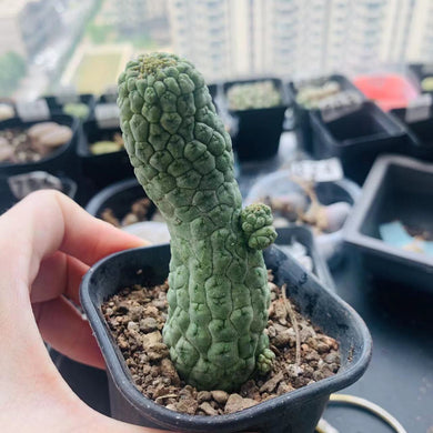 Trichocaulon cactiformis LIVE PLANT #85 For Sale