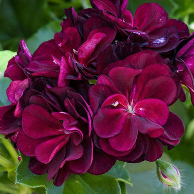 Geranium Purple Tulip Pelargonium 5 Pcs Flowers Seeds