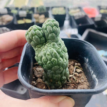 Load image into Gallery viewer, Trichocaulon cactiformis LIVE PLANT #5515 For Sale