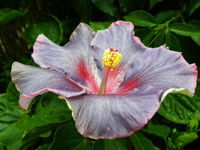 Hibiscus Rare Black 50 Pcs Flowers Seeds