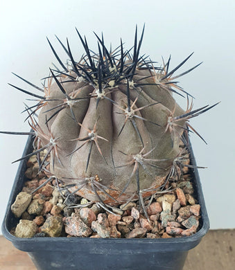 Copiapoa cupreata LIVE PLANT #04453 For Sale