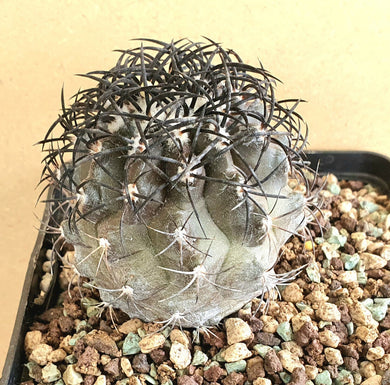 Copiapoa Grafted Purple Grey LIVE PLANT #0233 For Sale