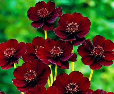 Black-Magic Seeds, Chocolate Cosmos 50 Pcs Flowers Seeds