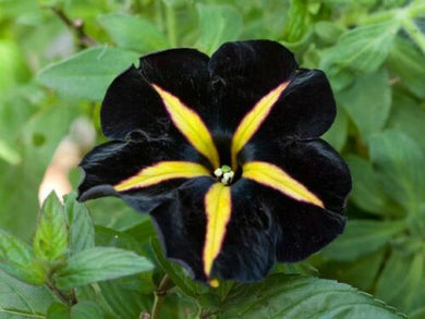 Black Yellow Velvet Petunia 100 Pcs  Flowers Seeds