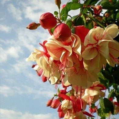 Yellow Red Fuchsia Perennial 200 Pcs Flowers Seeds