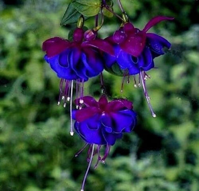 Hanging Hybrid  Fuchsia Blue 200 Pcs Flowers Seeds